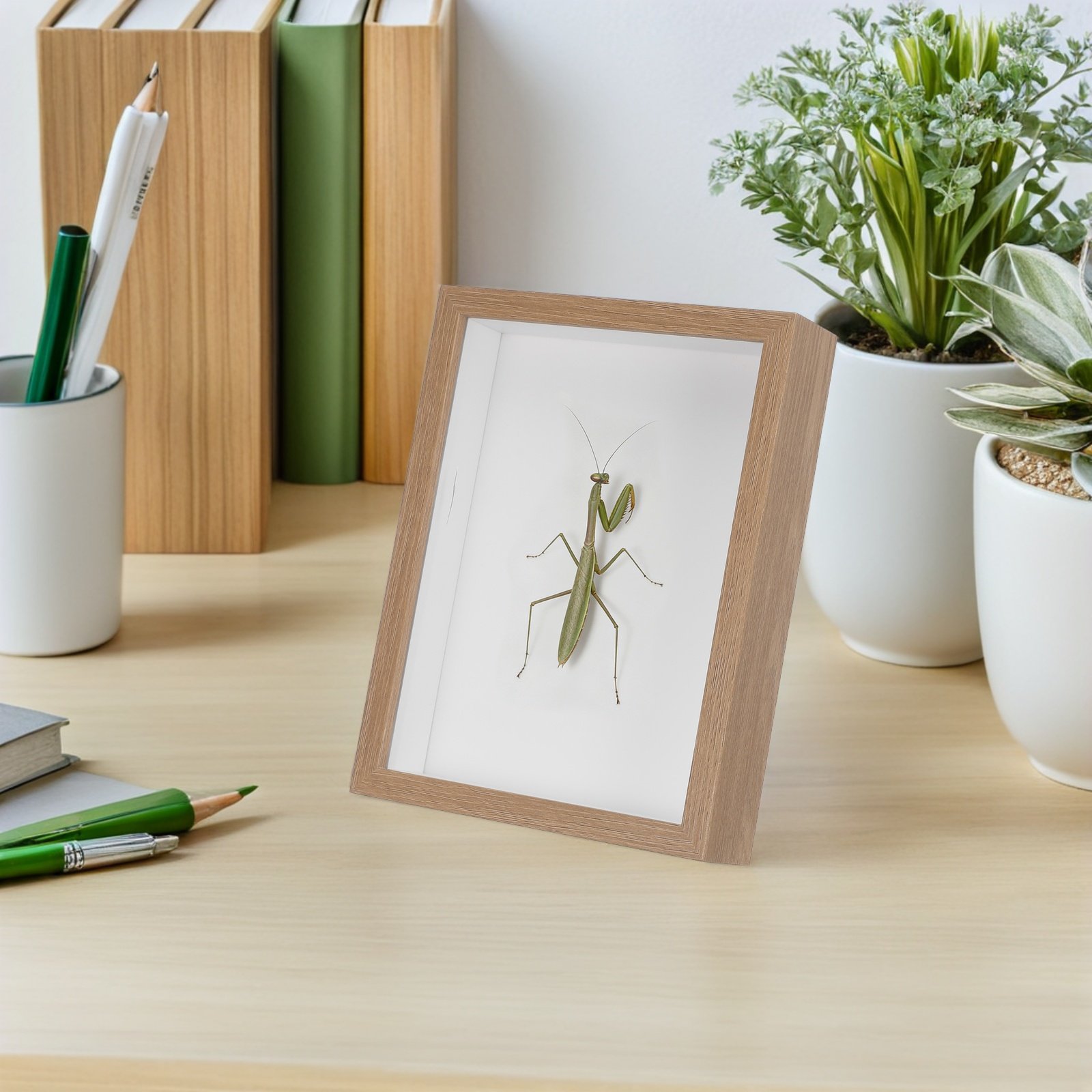 Vetrina per insetti con cornic - Woodworking Show recensione e prezzo